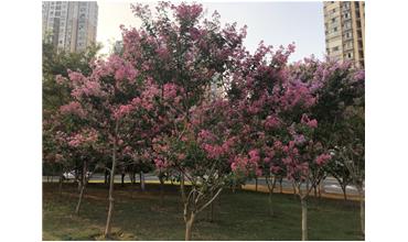 夏秋季節(jié)，錫城首次驚現(xiàn)紫薇花開美景